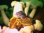 divefilm.com presents underwater video, images of the underwater world, diving in new zealand
