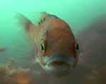 divefilm.com presents underwater video, ocean images from around the world, diving canada