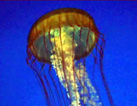 divefilm.com presents underwater video, drifters of the deep blue sea