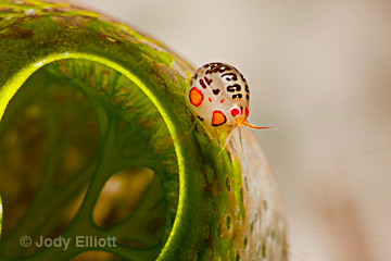 ladybug.jpg