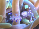 divefilm.com presents underwater video from around the world, undersea images of unusual creatures in the world's oceans