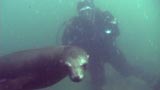 divefilm.com presents underwater video, images of the underwater world, diving in new zealand
