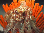 divefilm.com presents underwater video, images of the underwater world, diving in new zealand