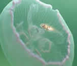 divefilm.com presents underwater video from around the world, images of the underwater world from Scandinavia